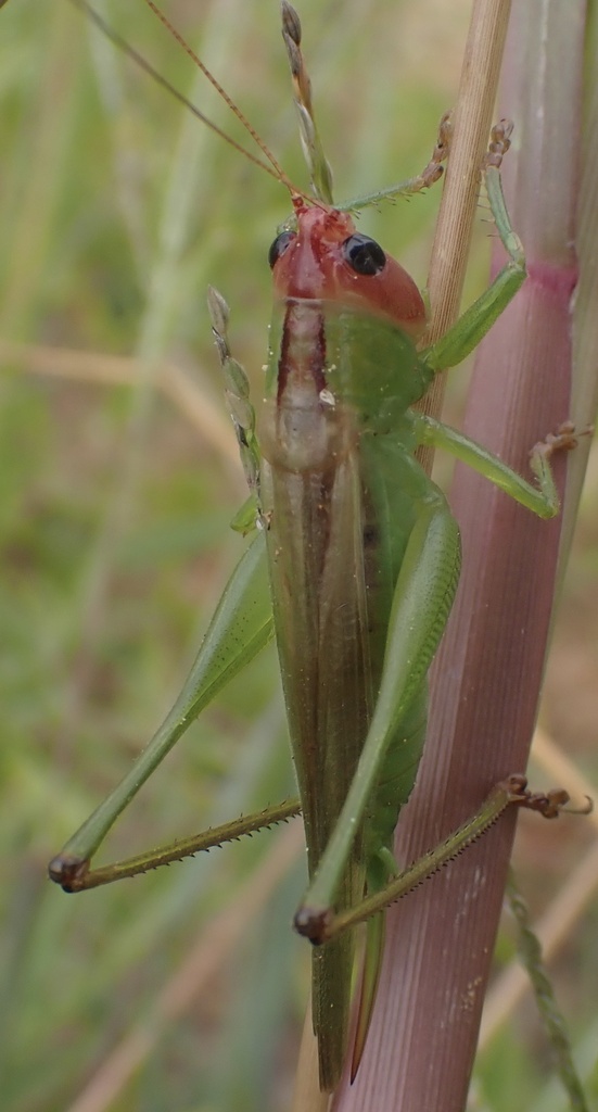 Red-headed Meadow Katydid