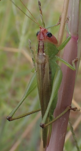 Red-headed Meadow Katydid