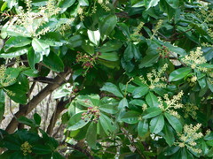 Ardisia revoluta