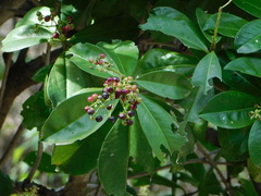 Ardisia revoluta
