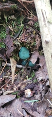 Leotia lubrica image