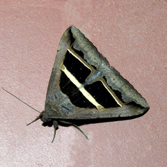 Grammodes bifasciata