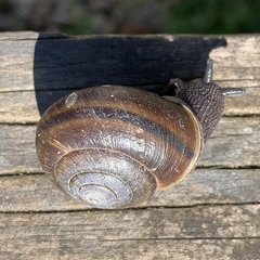 Helminthoglypta umbilicata