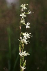 Silene tatarica