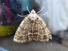 Pseudocoremia indistincta