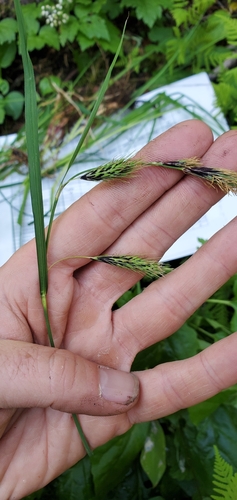 Image of Carex macrochaeta by (c) J Straka, some rights reserved (CC BY)