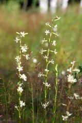 Silene tatarica