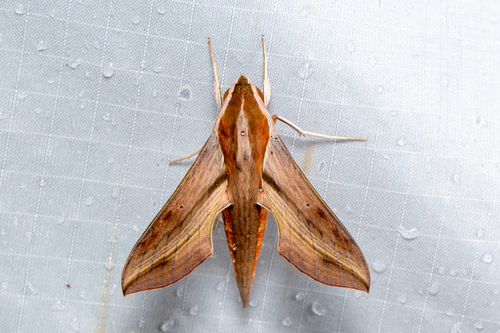 Swinhoe's Striated Hawkmoth
