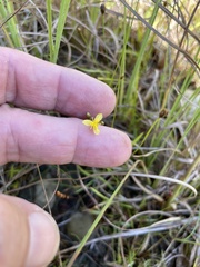 Xyris curtissii (Xyris curtissii)