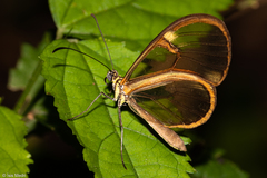Episcada hymenaea