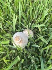 Chlorophyllum molybdites image