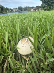 Chlorophyllum molybdites image