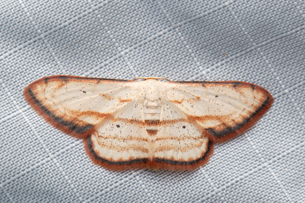 Scopula ferrilineata from Stephens Place, Frasers Hill (2) on July 23