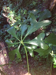 Cussonia zuluensis