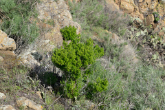 Galium catalinense acrispum