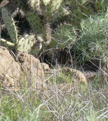 Artemisiospiza belli clementeae