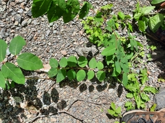 Apocynum androsaemifolium image