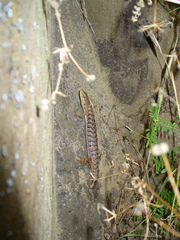Elgaria multicarinata scincicauda