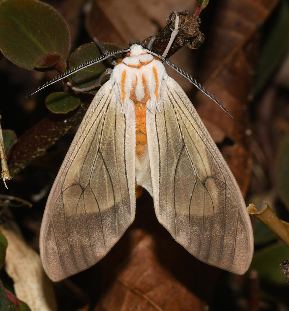 Amastus aconia