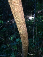 Cussonia zuluensis