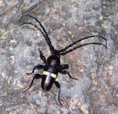 Lissonotus flavocinctus