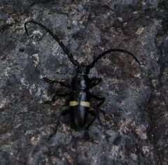 Lissonotus flavocinctus