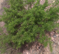 Ambrosia artemisioides