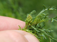 Ambrosia artemisioides
