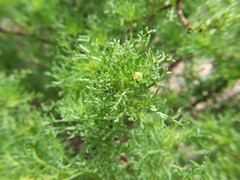 Ambrosia artemisioides