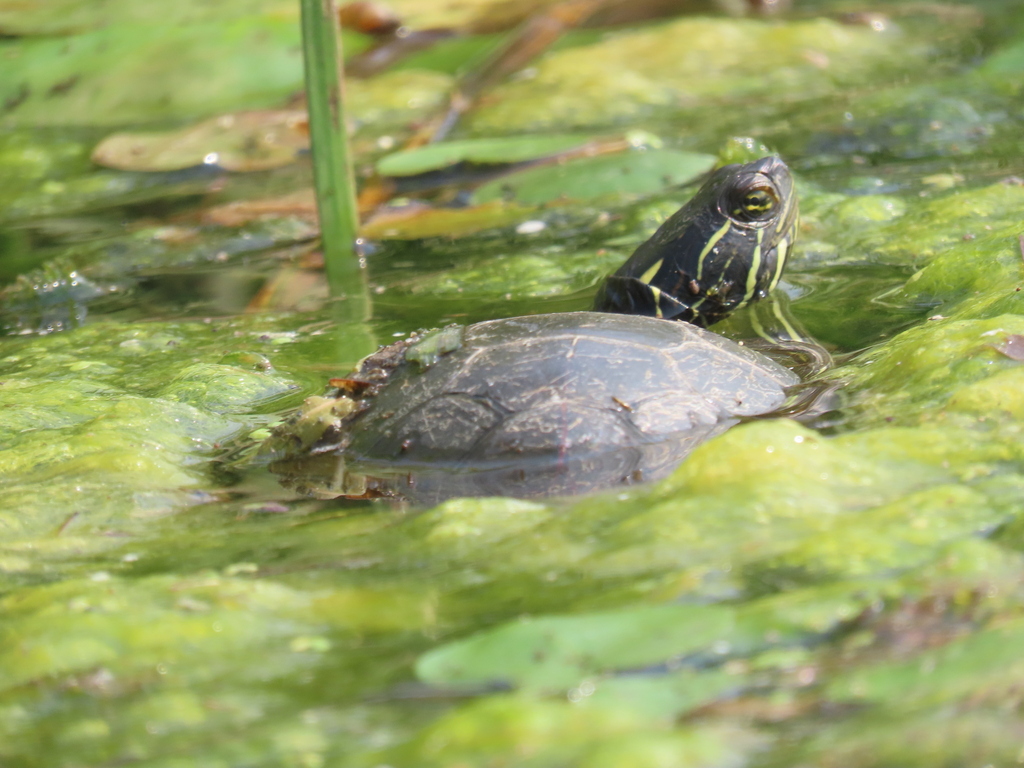 Midland Painted Turtle from Ottawa, ON, Canada on September 1, 2023 at ...