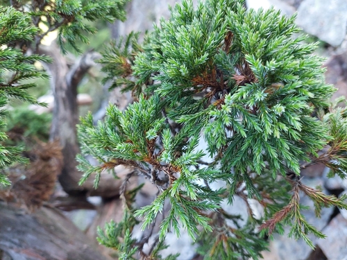Image of Juniperus squamata by (c) Jason, some rights reserved (CC BY)