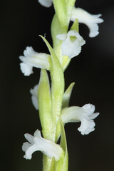 Spiranthes aestivalis