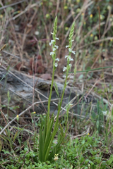Spiranthes aestivalis