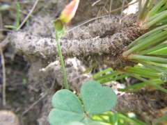 Oxalis megalorrhiza