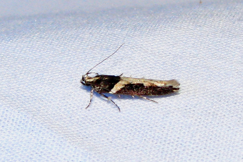 Y-backed Telphusa