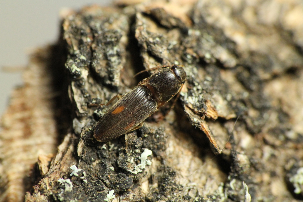Monocrepidius posticus