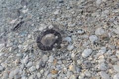 Aequorea forskalea