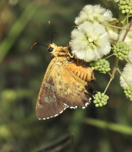 Dull Firetip photo 5