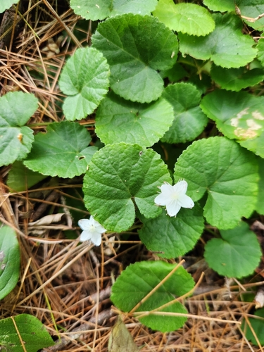 Long Pond Mountain Trail
