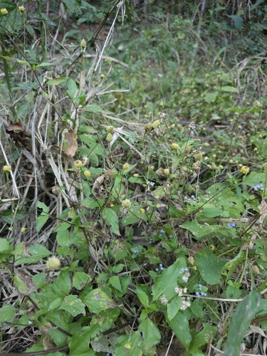 Spilanthes americana, 2023-08-15