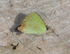 Cyanophrys longula