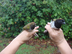 Pipilo maculatus × ocai