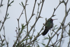 Cynanthus latirostris