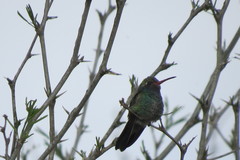 Cynanthus latirostris