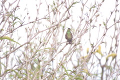 Cynanthus latirostris