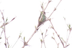 Cynanthus latirostris