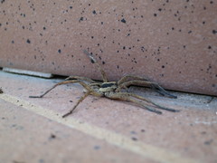 Hogna ferox