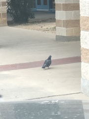 Columba livia domestica
