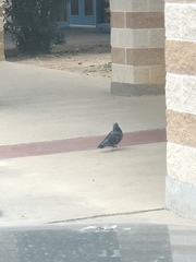 Columba livia domestica