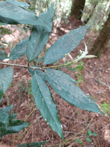 Image of Quercus stenophylloides by (c) Jason, some rights reserved (CC BY)